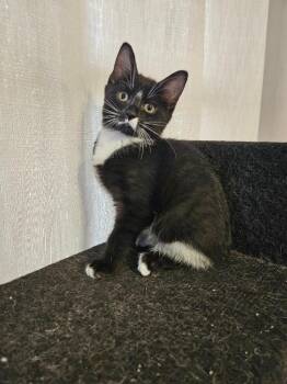 Sophia -  Domestic Short Hair Cat for Adoption in Findlay, Ohio - Sophia | PetCurious