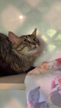 Miles -  Domestic Short Hair Cat for Adoption in Skippack, Pennsylvania - Miles | PetCurious