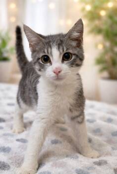 Domestic Short Hair Cats Available for Adoption - Oskar | PetCurious