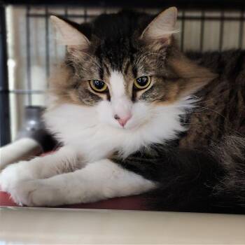 Domestic Medium Hair Cats Available for Adoption in Columbus, North Carolina - Jarred | PetCurious