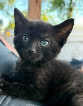 Sushi -  Domestic Short Hair Cat for Adoption in Sioux City, Iowa - Sushi | PetCurious