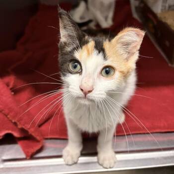 Guppy -  Domestic Short Hair Cat for Adoption in Marshall, Virginia - Guppy | PetCurious
