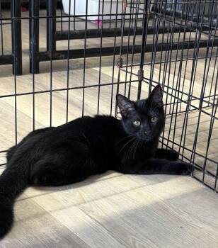 Mallory -  Domestic Short Hair Cat for Adoption in Massapequa, New York - Mallory | PetCurious