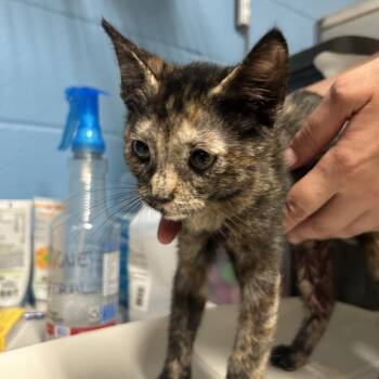 Rosalina -  Domestic Short Hair Cat for Adoption in Newport, North Carolina - Rosalina | PetCurious
