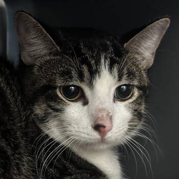 Tiger -  Domestic Short Hair Cat for Adoption in Chicago, Illinois - Tiger | PetCurious