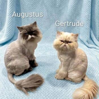 Augustus and Gertrude - WOW Beautiful and Sweet -  Persian Cat for Adoption in Wyandotte, Michigan - Augustus And Gertrude - WOW Beautiful And Sweet | PetCurious