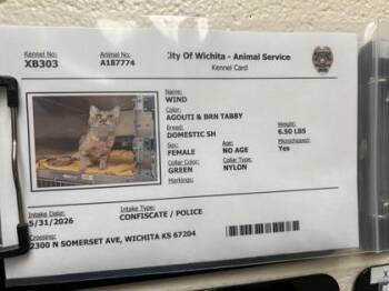 Wind -  Domestic Short Hair Cat for Adoption in Wichita, Kansas - Wind | PetCurious