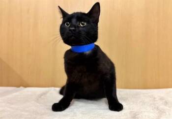 Domestic Short Hair Cats Available for Adoption in Brentwood, Missouri - LUCKY | PetCurious