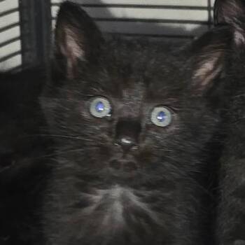 Rhonda -  Domestic Short Hair Cat for Adoption in Canton, Illinois - Rhonda | PetCurious