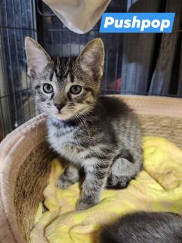 Tabby Cats Available for Adoption in Cosby, Tennessee - Pushpop | PetCurious