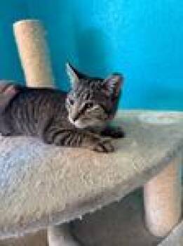 Domestic Short Hair Cats Available for Adoption in Chico, California - Gravy | PetCurious