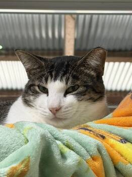 Rescue Domestic Short Hair Cats for Adoption in Fredericksburg, Ohio - Patrick | PetCurious
