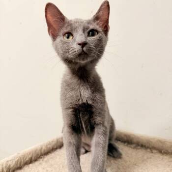 Sheba -  Russian Blue Cat for Adoption in Coral Gables, Florida - Sheba | PetCurious
