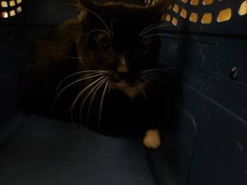 Domestic Short Hair Cats Available for Adoption in Santa Rosa, California - OREO | PetCurious