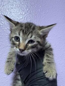 Domestic Medium Hair Cats Available for Adoption in El Paso, Texas - 60946541 | PetCurious
