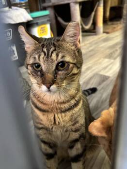 Rescue American Shorthair Cats for Adoption in The Woodlands, Texas - Nova | PetCurious