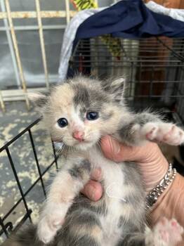 Rescue Domestic Short Hair Cats for Adoption in Dallas, Texas - ELLA | PetCurious