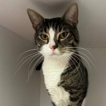 Domestic Short Hair Cats Available for Adoption - Tommy | PetCurious