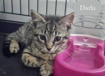 Darla -  Domestic Short Hair Cat for Adoption in Chalfont, Pennsylvania - Darla | PetCurious