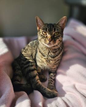 Rescue Domestic Short Hair Cats for Adoption in Lumberton, North Carolina - Nasya | PetCurious
