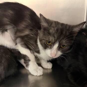 Ophelia -  Domestic Short Hair Cat for Adoption in Las Vegas, Nevada - Ophelia | PetCurious