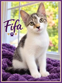Fifa-Kitten 1 of the World Cup KIttens -  Tabby Cat for Adoption in Laurel, Maryland - Fifa-Kitten 1 Of The World Cup KIttens | PetCurious