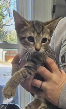 Domestic Short Hair Cats Available for Adoption - Pebbles | PetCurious