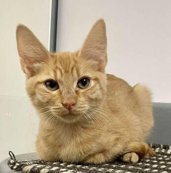 Cirrho Tomento -  Domestic Short Hair and Tabby Cat for Adoption in Chandler, Arizona - Cirrho Tomento | PetCurious