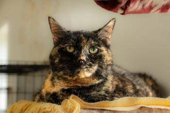 TATER TOT -  Domestic Short Hair Cat for Adoption in Owensboro, Kentucky - TATER TOT | PetCurious