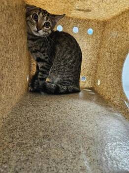 ZIP -  Domestic Short Hair Cat for Adoption in Corpus Christi, Texas - ZIP | PetCurious