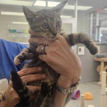 Starboard -  Domestic Short Hair Cat for Adoption in Wilmington, Delaware - Starboard | PetCurious
