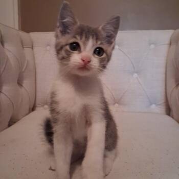 Marvin -  Domestic Short Hair Cat for Adoption in Pittsburgh, Pennsylvania - Marvin | PetCurious
