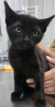 Elvyra -  Domestic Medium Hair Cat for Adoption in Hillsdale, Indiana - Elvyra | PetCurious