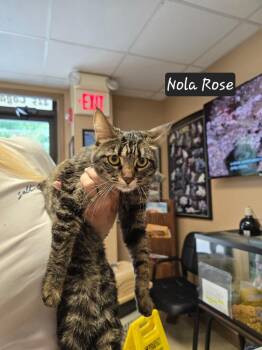 Nola Rose -  Domestic Short Hair Cat for Adoption in Maumelle, Arkansas - Nola Rose | PetCurious