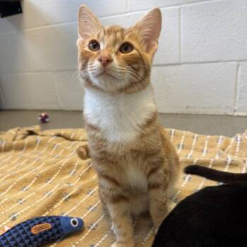 Soup Dude -  Domestic Short Hair Cat for Adoption in Carencro, Louisiana - Soup Dude | PetCurious