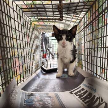 Paint -  Domestic Short Hair Cat for Adoption in Philadelphia, Pennsylvania - Paint | PetCurious