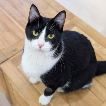Domestic Short Hair Cats Available for Adoption in Spokane, Washington - Irwina | PetCurious
