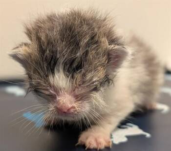 Domestic Short Hair Cats Available for Adoption in Ontario, California - KITTEN 5 | PetCurious