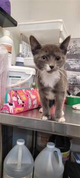 Melanie -  Domestic Short Hair Cat for Adoption in West Chester, Pennsylvania - Melanie | PetCurious