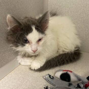 Domestic Short Hair Cats Available for Adoption - GIMLI | PetCurious