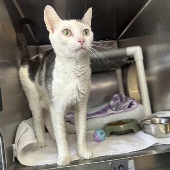 Lawn mower -  Domestic Short Hair Cat for Adoption in Palm Springs, California - Lawn Mower | PetCurious