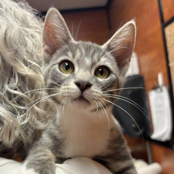 Granite -  Domestic Short Hair Cat for Adoption in Sonora, California - Granite | PetCurious