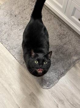 Domestic Short Hair Cats Available for Adoption in Millcreek, Utah - T
