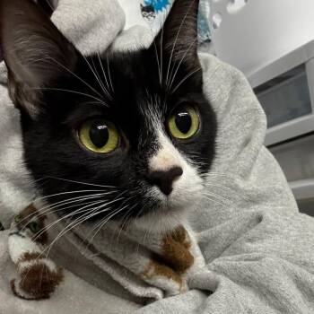 Rescue Domestic Short Hair Cats for Adoption in Byron Center, Michigan - Celeste | PetCurious