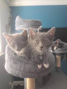 Stash -  Domestic Short Hair Cat for Adoption in Walnut Creek, California - Stash | PetCurious