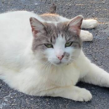 Roxy -  Domestic Short Hair Cat for Adoption in Lynchburg, Virginia - Roxy | PetCurious