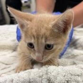 Raider (bonded with Chinook) -  Domestic Short Hair Cat for Adoption - Raider (bonded With Chinook) | PetCurious
