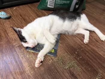 Petunia -  Domestic Short Hair and Tuxedo Cat for Adoption in Liverpool, Texas - Petunia | PetCurious