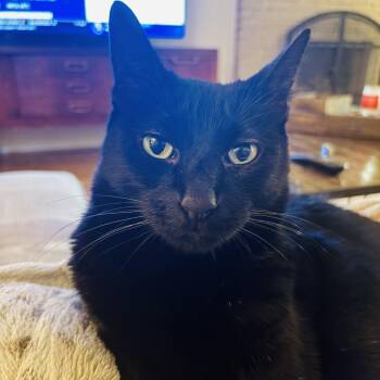 Rescue Domestic Short Hair Cats for Adoption in Alexandria, Virginia - Willow | PetCurious