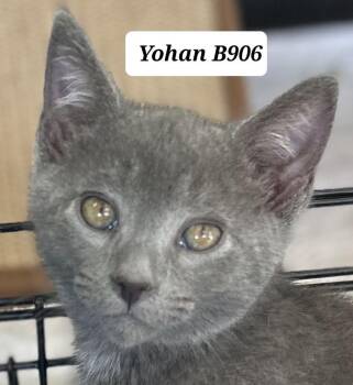 Domestic Short Hair Cats Available for Adoption in Morganton, North Carolina - Yohan | PetCurious